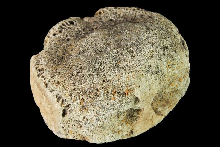 Fossil Hadrosaur Vertebra - Alberta (Disposition #-) #143283